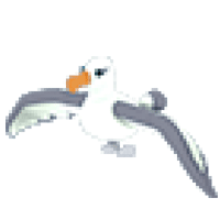 Albatross