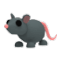 Rat
